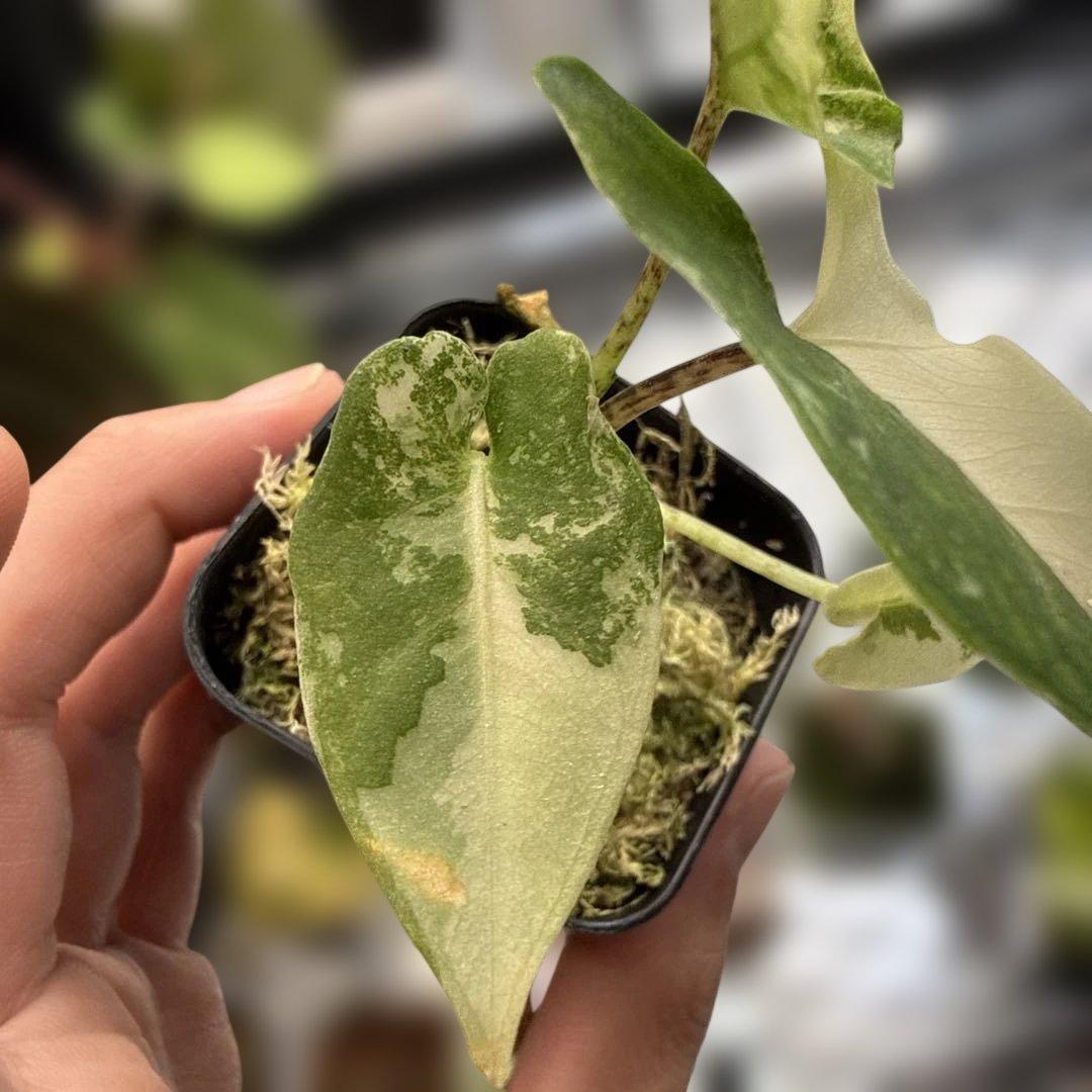 格安 アロカシア ラウテルバキアナ アルボ