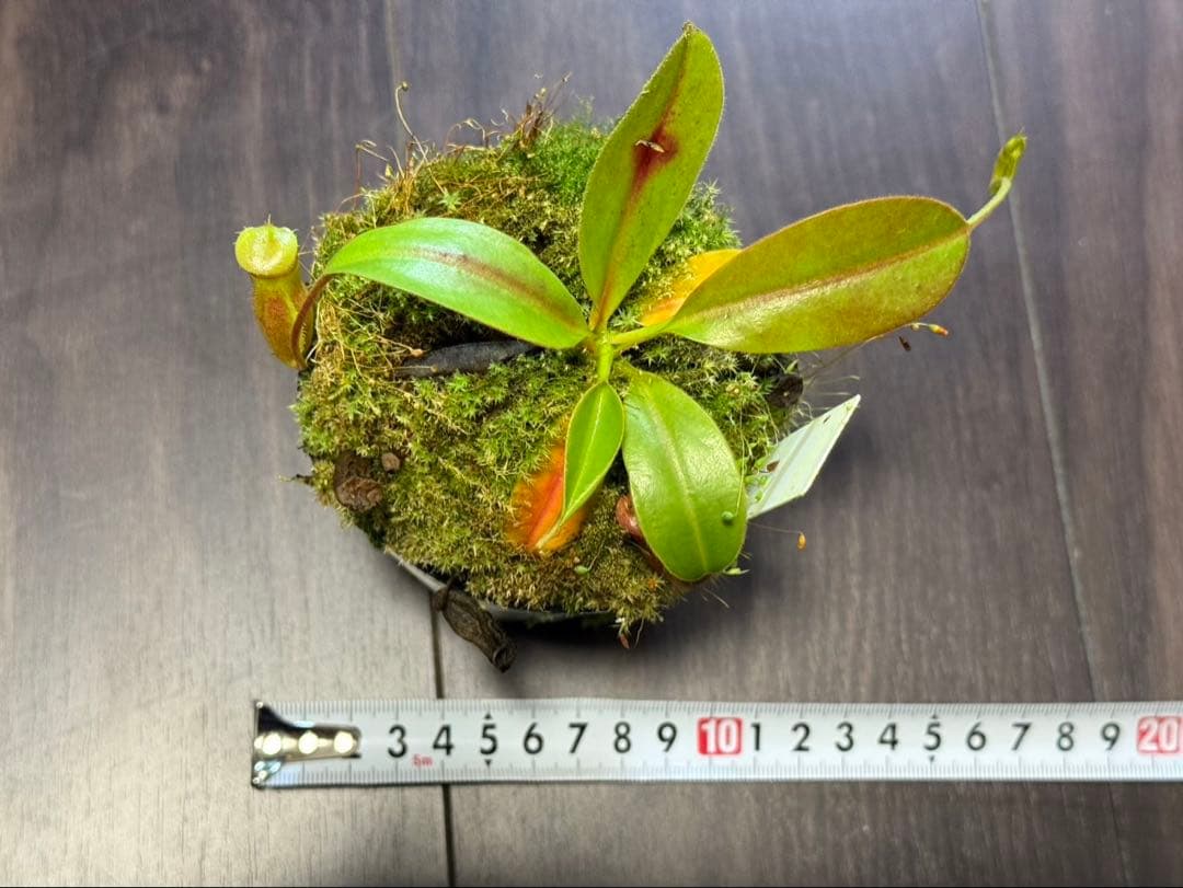 食虫植物N. rajah x macrophylla #NNN