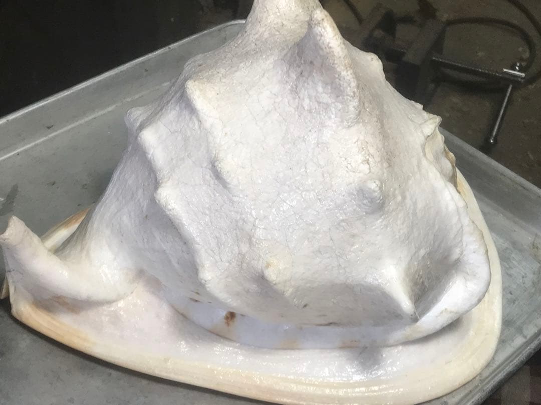 トウカムリ貝 インテリアや楽器などにどうぞ | 激安通販のイーサプライ