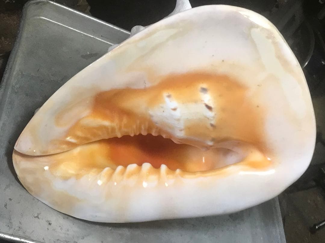 トウカムリ貝 インテリアや楽器などにどうぞ | 激安通販のイーサプライ