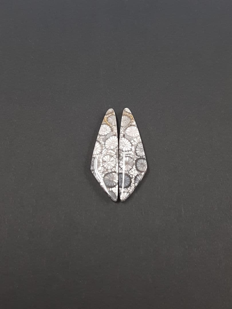 フォッシルコーラル フォッシルコーラル ポイント フォッシルコーラル