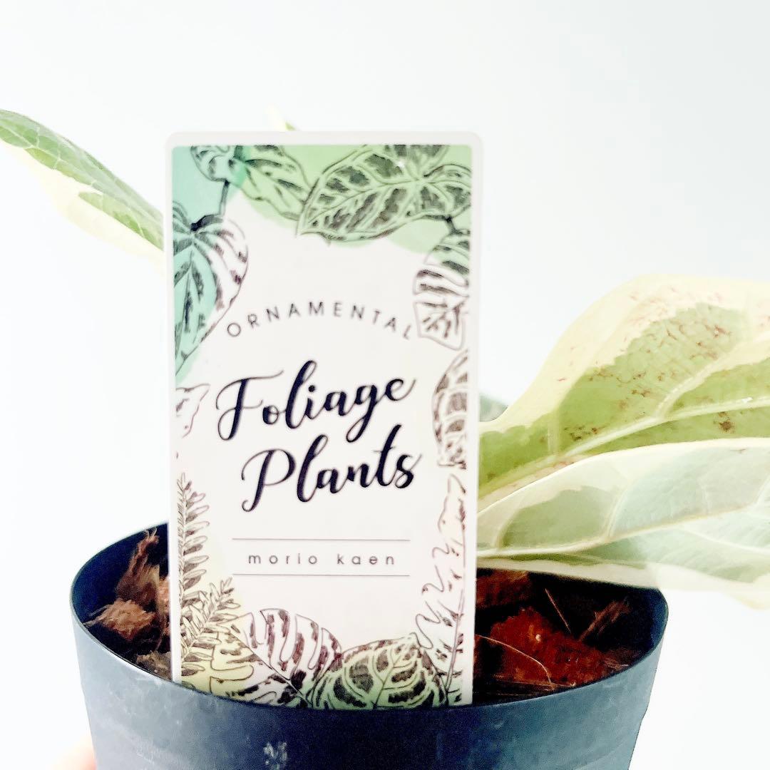 超希少 フィカスリラータ イヴォンヌ 斑入りカシワバゴム 観葉植物