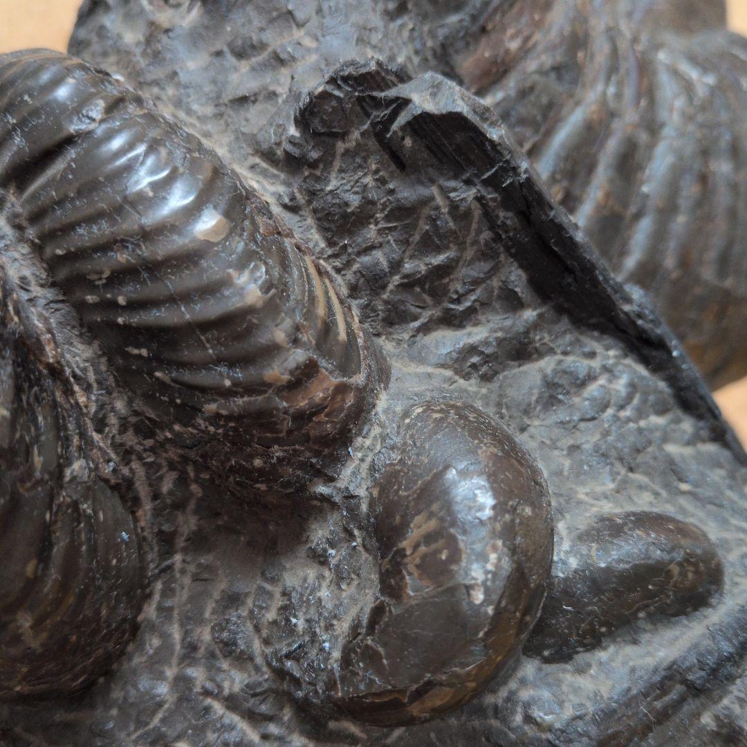 アンモナイト化石 (447)木製台座付き