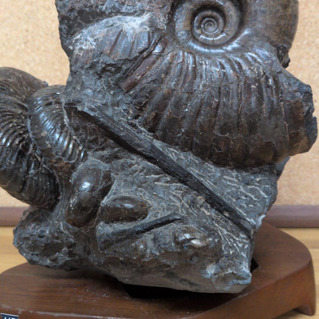 アンモナイト化石 (447)木製台座付き