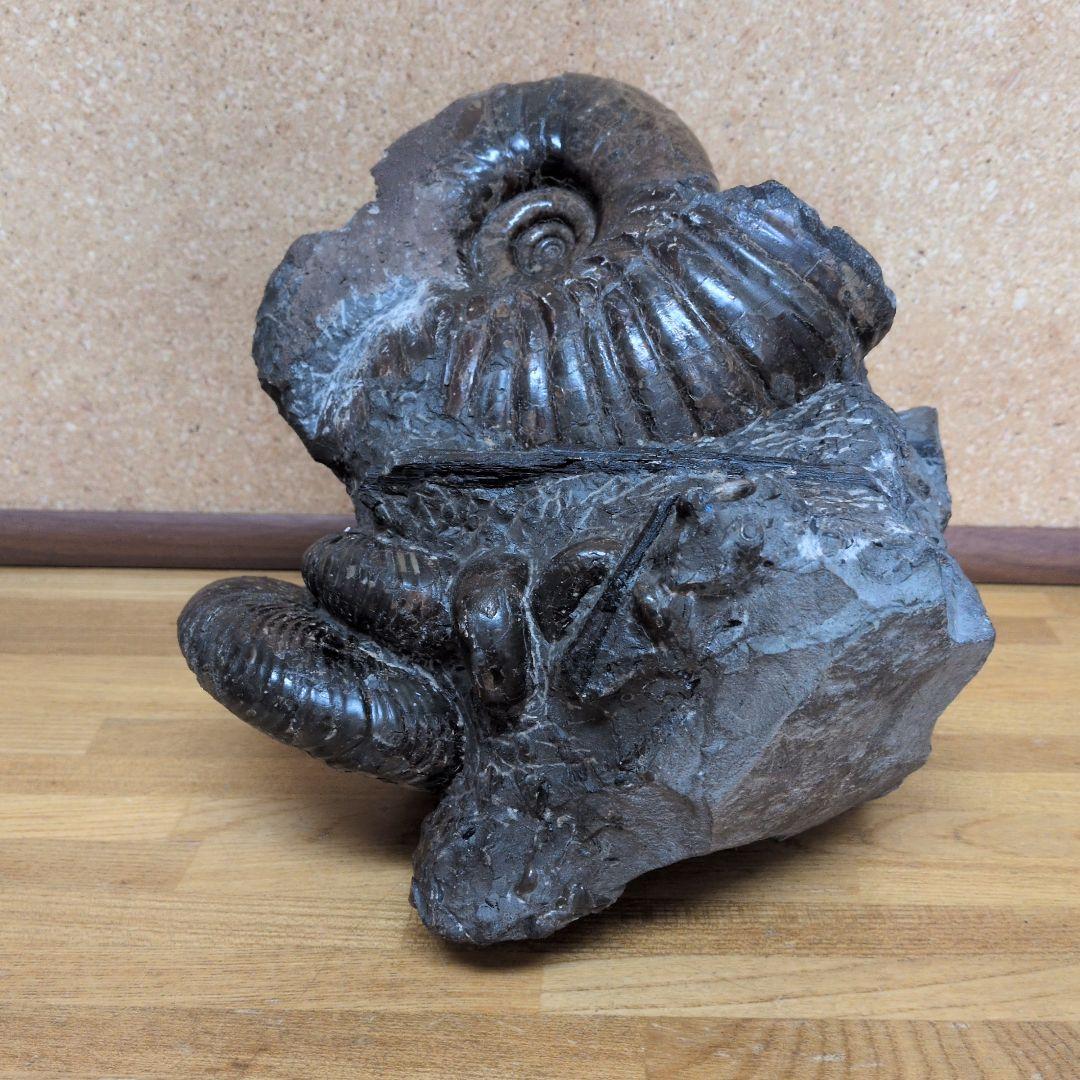 アンモナイト化石 (447)木製台座付き