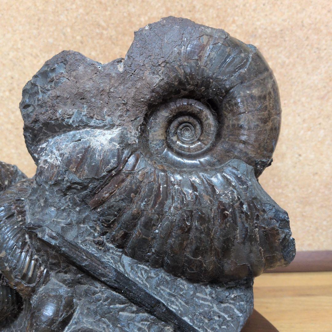 アンモナイト化石 (447)木製台座付き
