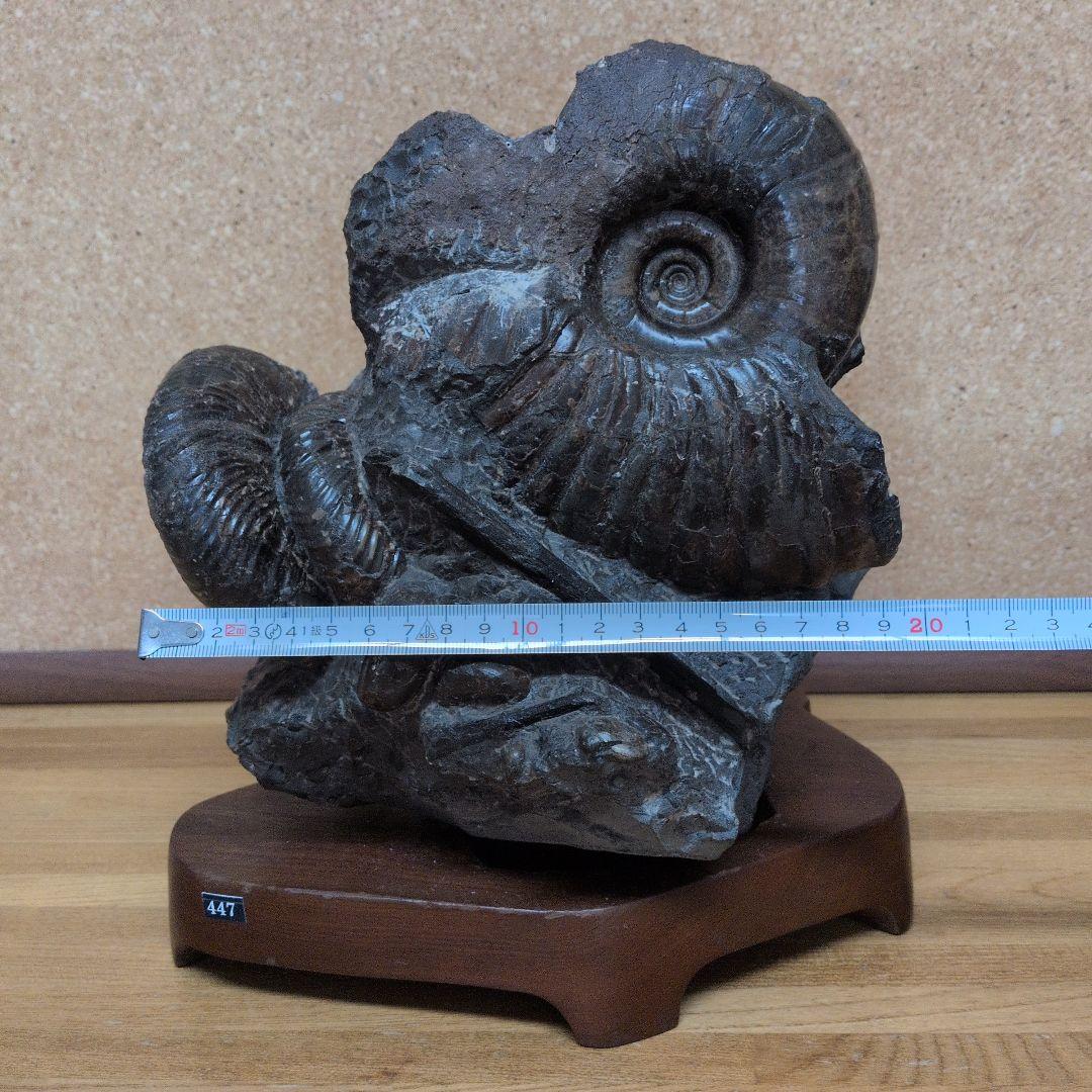 アンモナイト化石 (447)木製台座付き