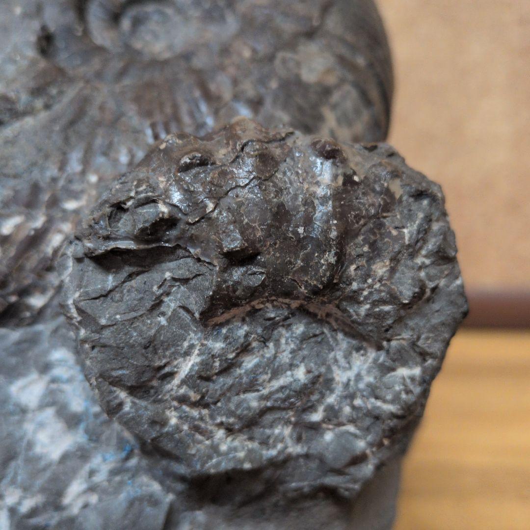 アンモナイト化石 (447)木製台座付き