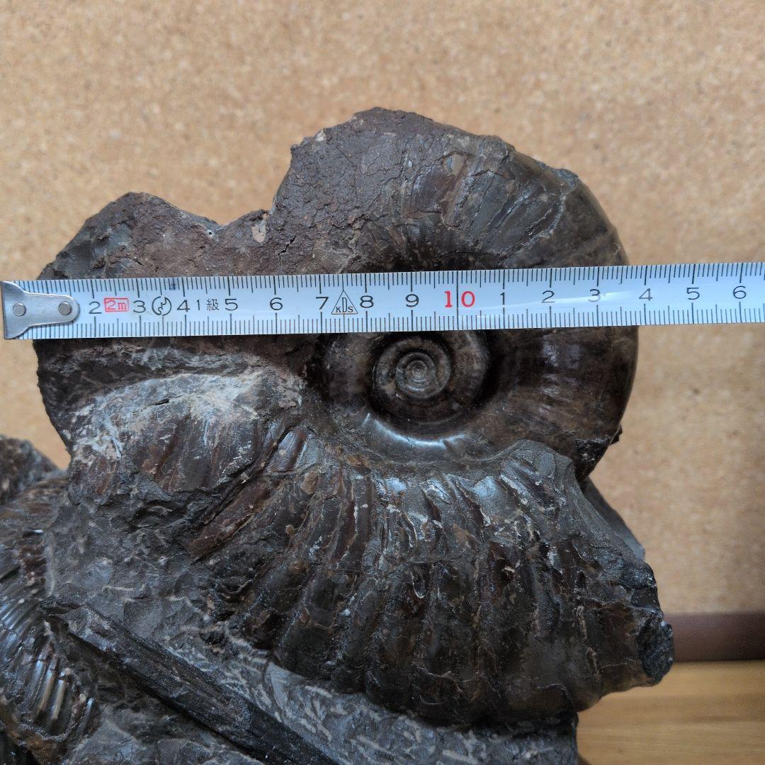 アンモナイト化石 (447)木製台座付き