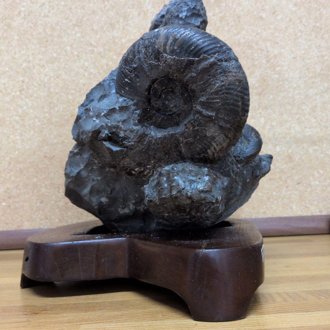 アンモナイト化石 (447)木製台座付き