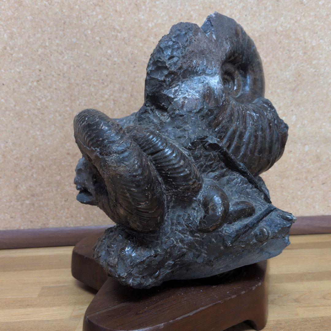 アンモナイト化石 (447)木製台座付き