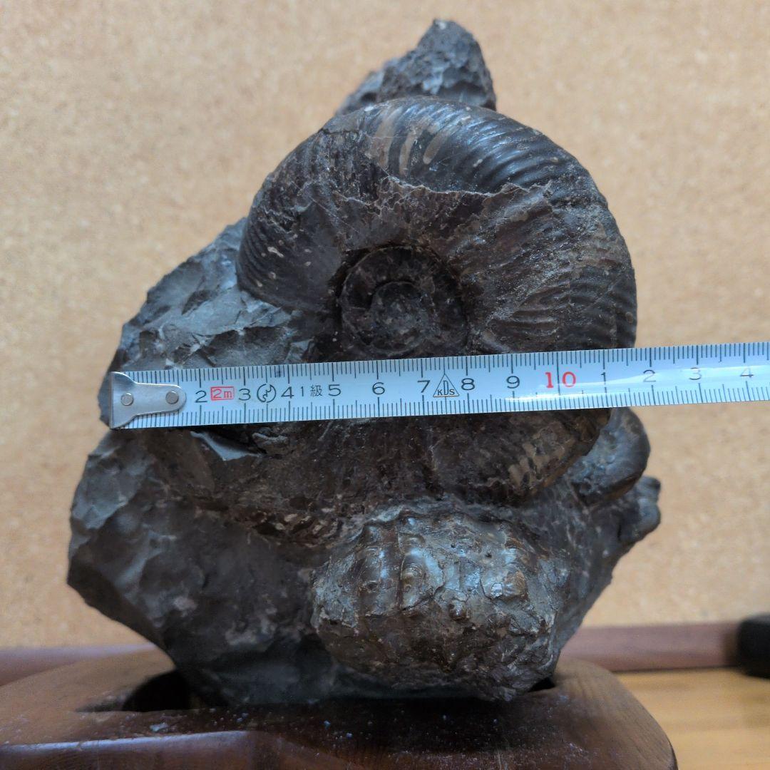 アンモナイト化石 (447)木製台座付き