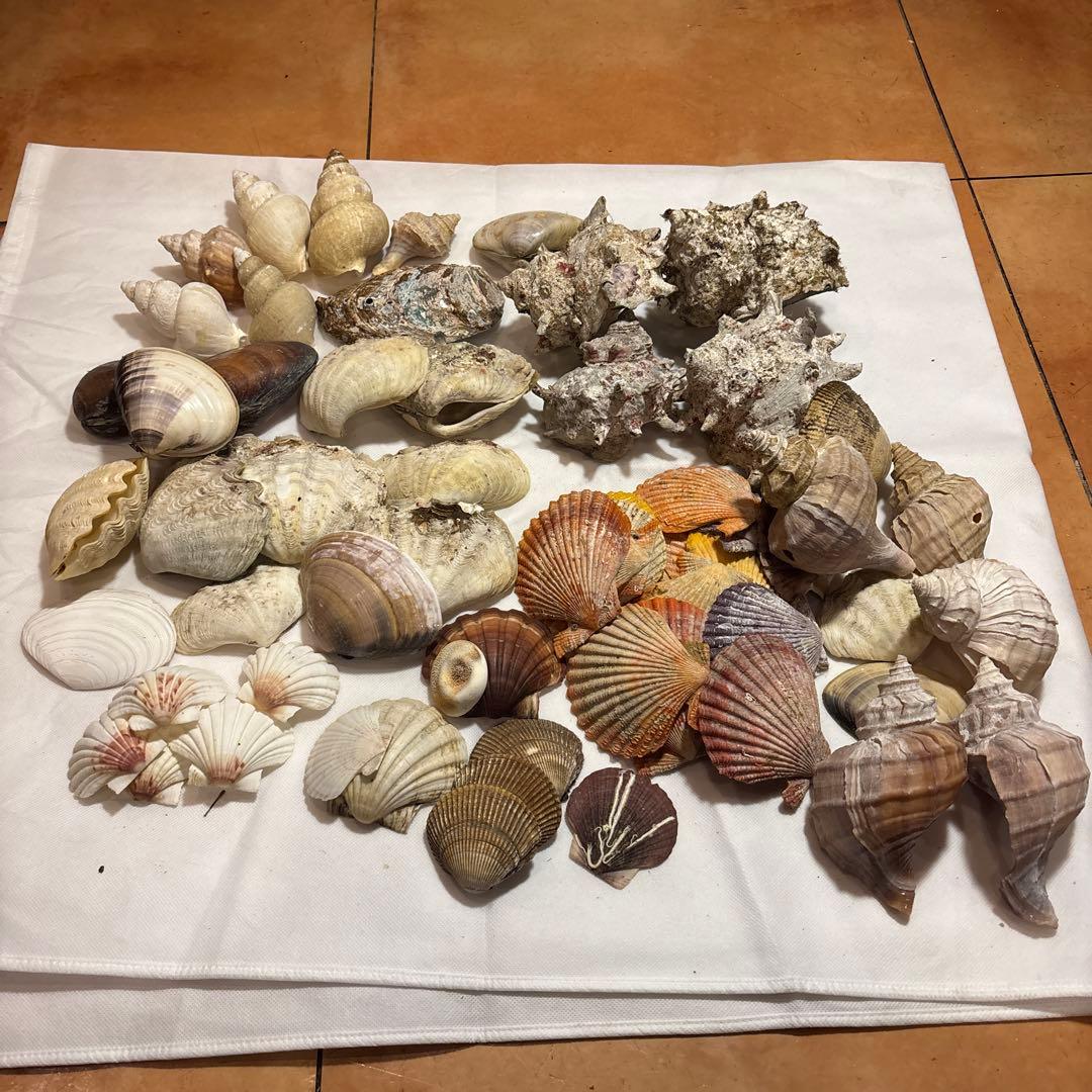 貝殻セット