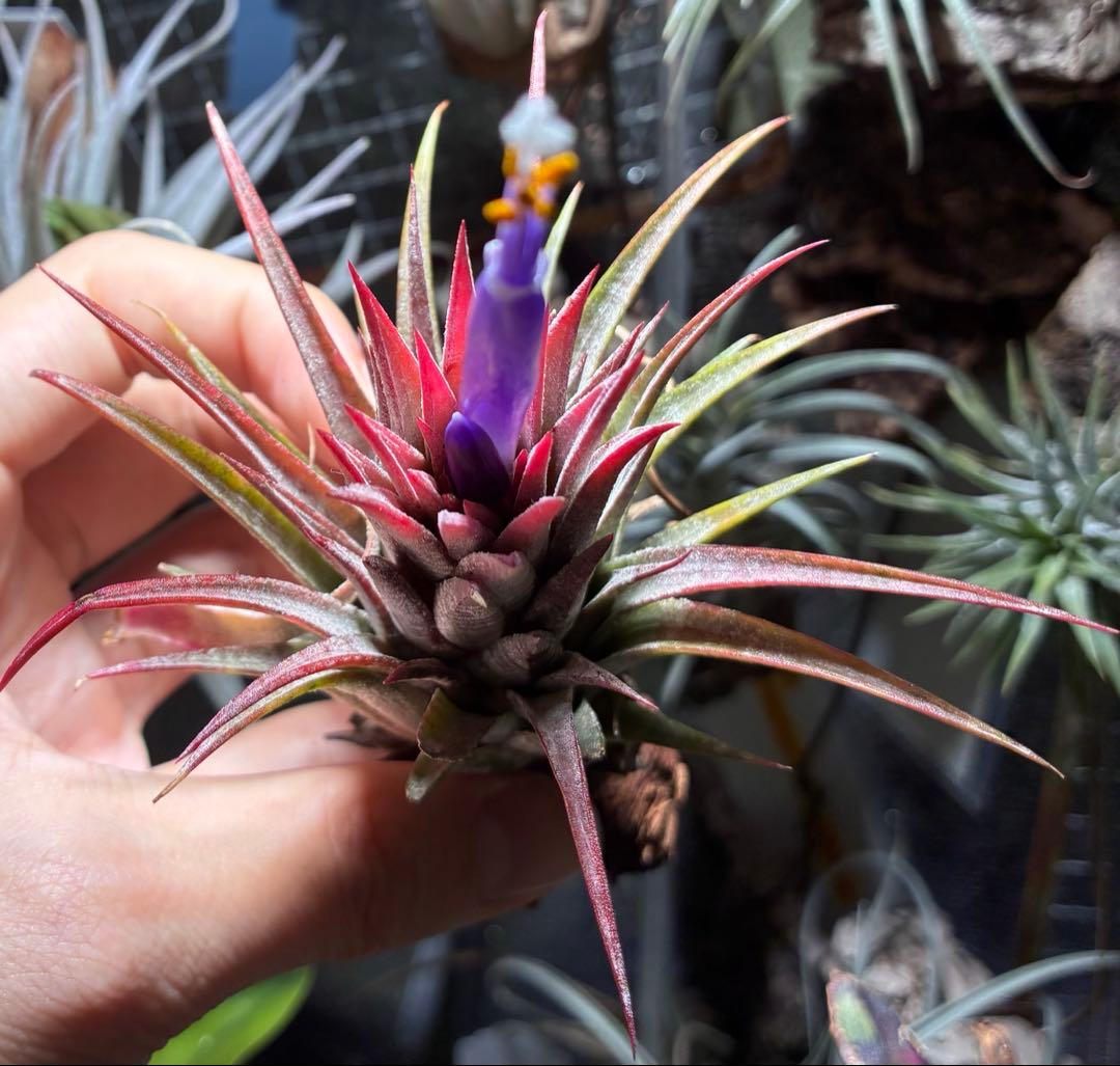 同梱割可能】T. Domingo's Stripe From Domingo - メルカリ