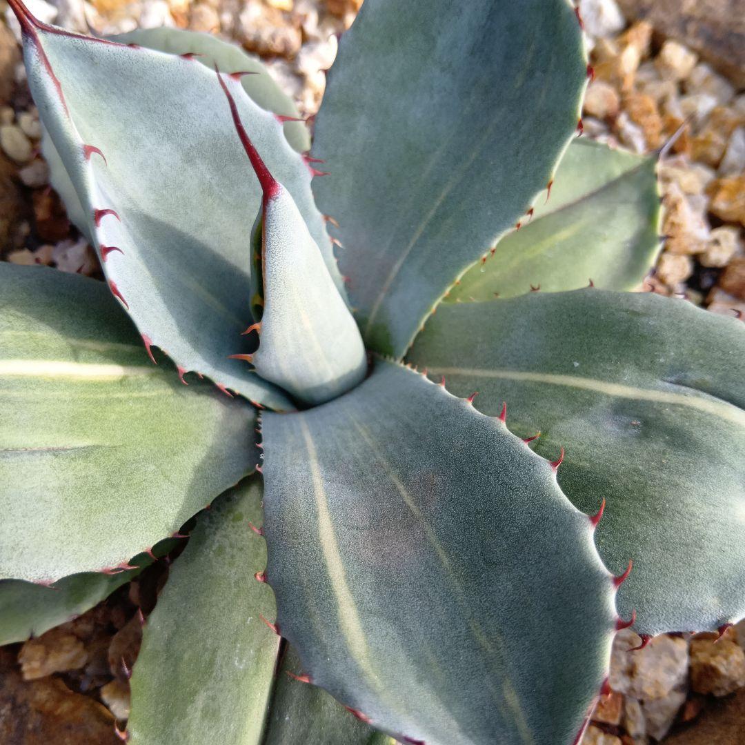 アガベ　パリー　トランカータ　黄縞斑　斑入り