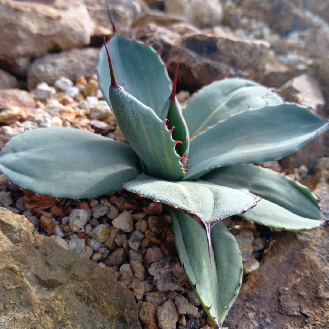 アガベ　パリー　トランカータ　黄縞斑　斑入り