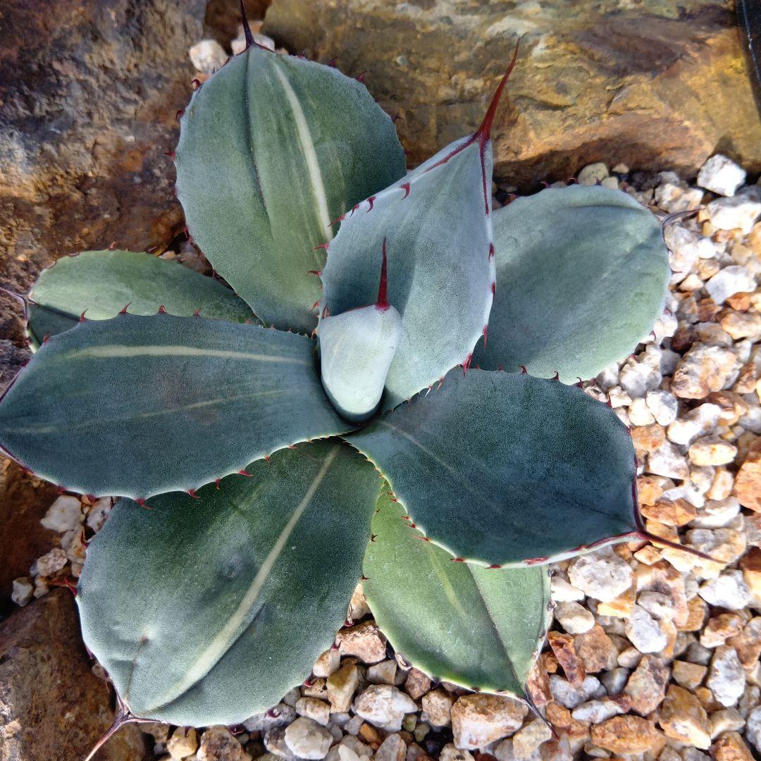 アガベ　パリー　トランカータ　黄縞斑　斑入り