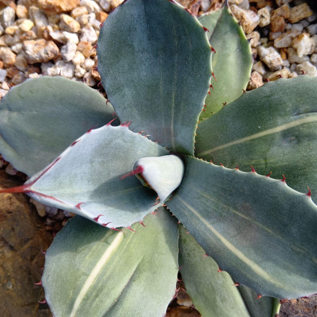 アガベ　パリー　トランカータ　黄縞斑　斑入り