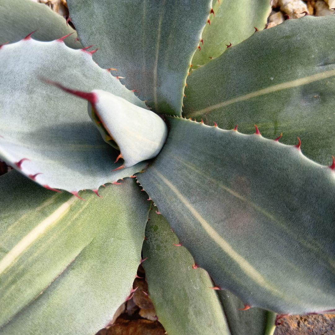 アガベ　パリー　トランカータ　黄縞斑　斑入り