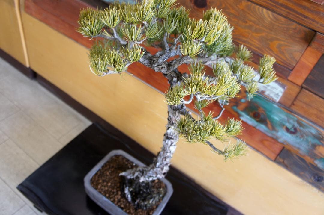 盆栽 『五葉松』 インテリア 観葉植物 園芸 ガーデニング 送料無料 b199