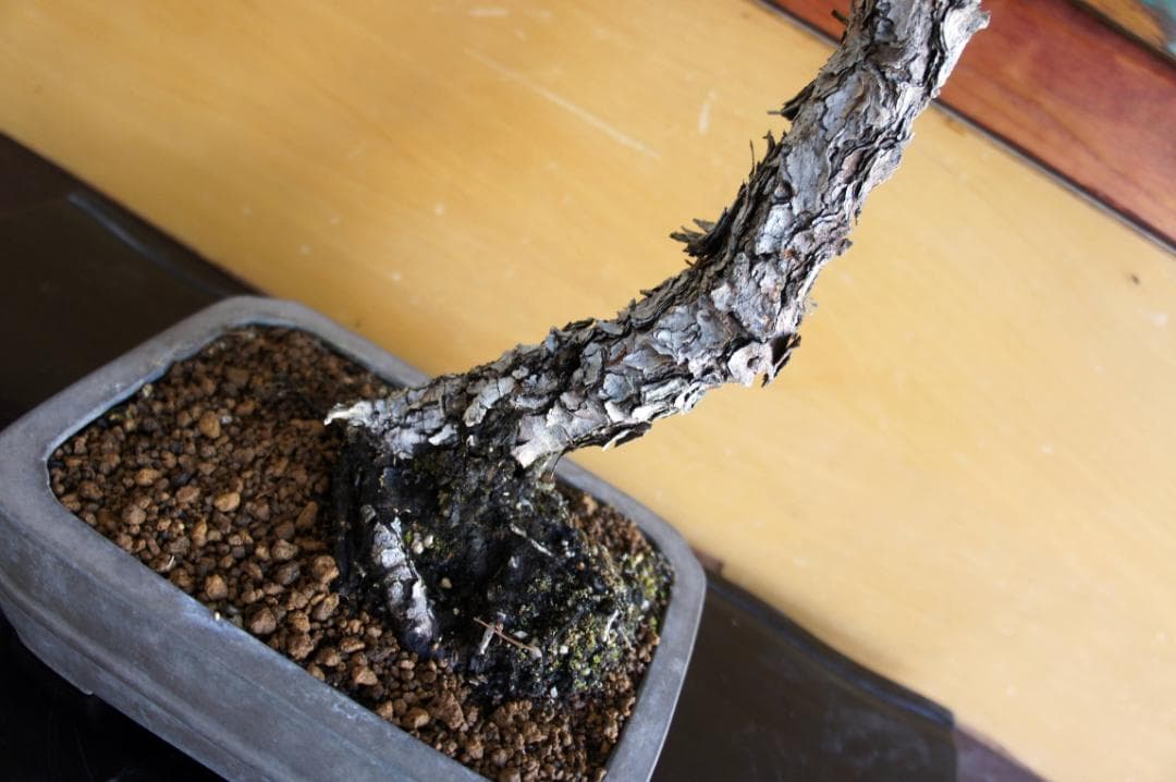 盆栽 『五葉松』 インテリア 観葉植物 園芸 ガーデニング 送料無料 b199