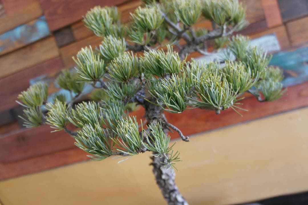 盆栽 『五葉松』 インテリア 観葉植物 園芸 ガーデニング 送料無料 b199