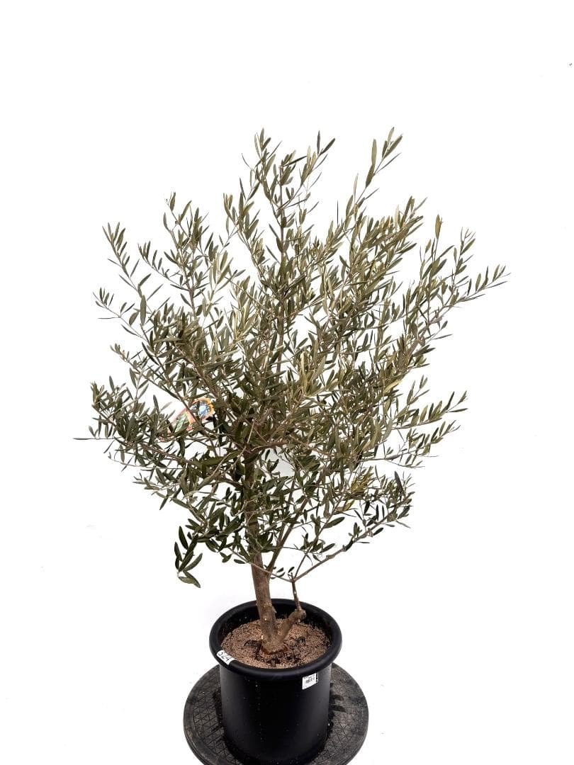 オリーブの木 デルモロッコ 8号 約120cm K-324 希少品種 現品掲載