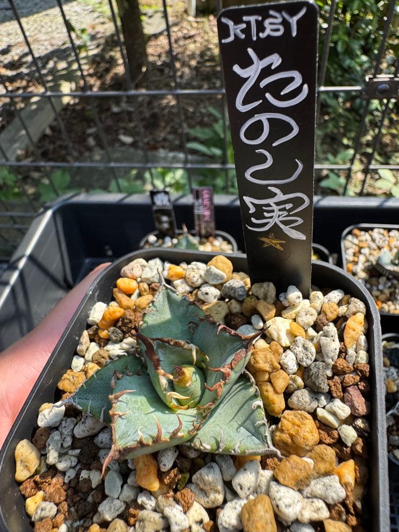 値下げ可 アガベ引退パック オテロイ実生 白鯨 グラキリス チタノタ オアハカ