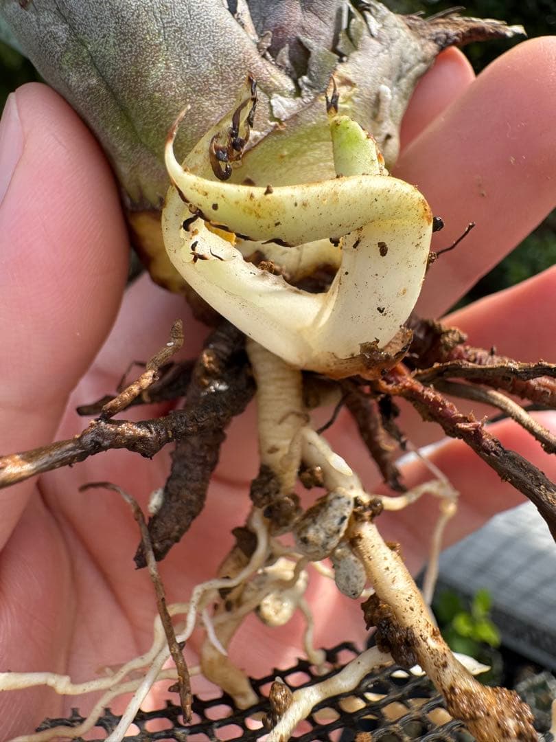 値下げ可 アガベ引退パック オテロイ実生 白鯨 グラキリス チタノタ オアハカ