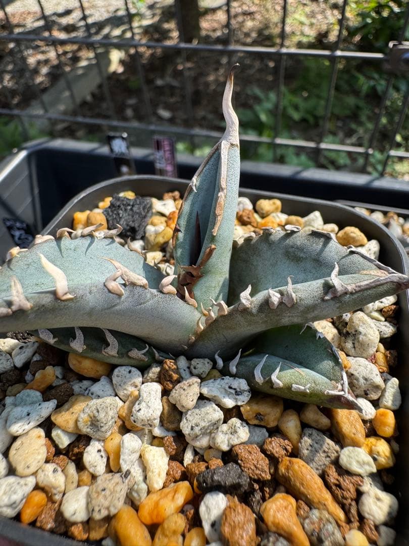 値下げ可 アガベ引退パック オテロイ実生 白鯨 グラキリス チタノタ オアハカ