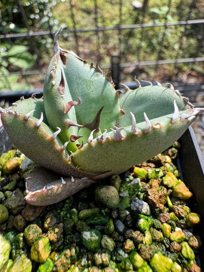 値下げ可 アガベ引退パック オテロイ実生 白鯨 グラキリス チタノタ オアハカ