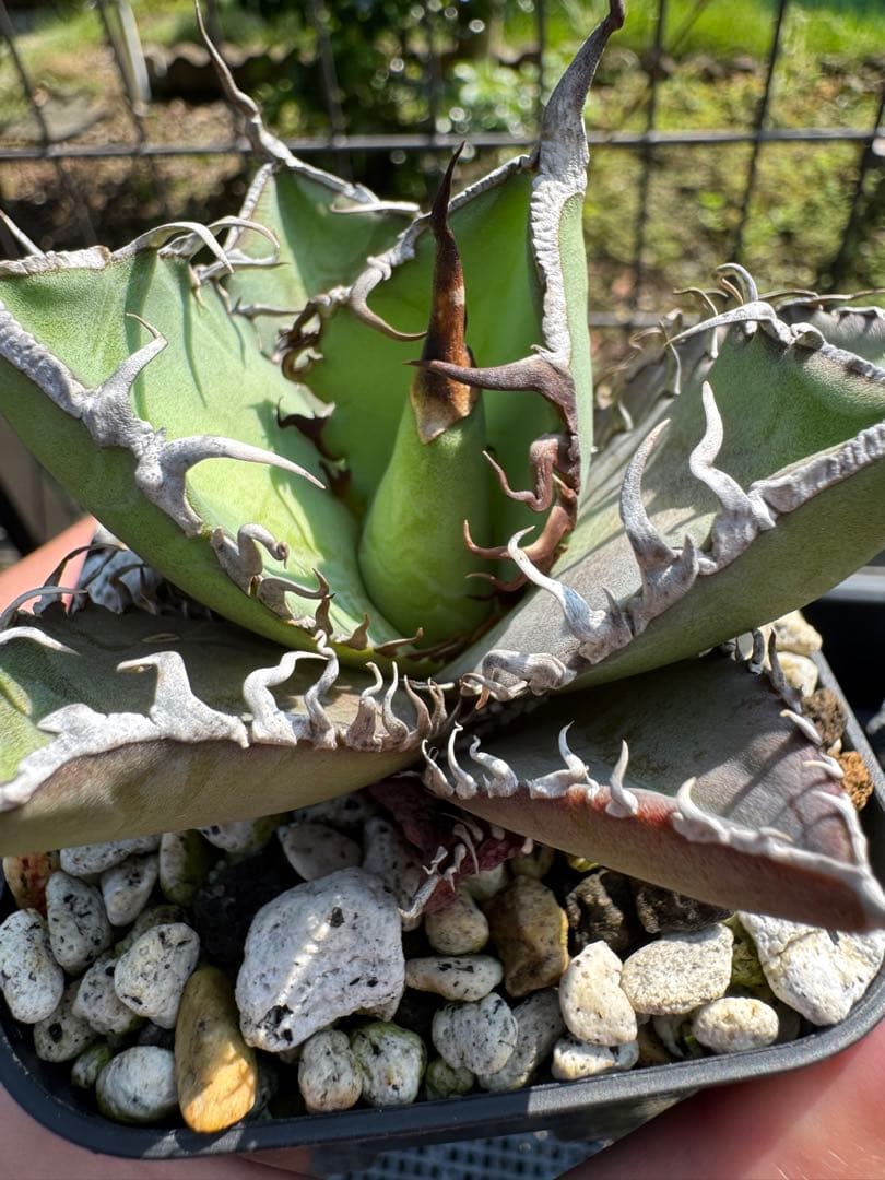 値下げ可 アガベ引退パック オテロイ実生 白鯨 グラキリス チタノタ オアハカ