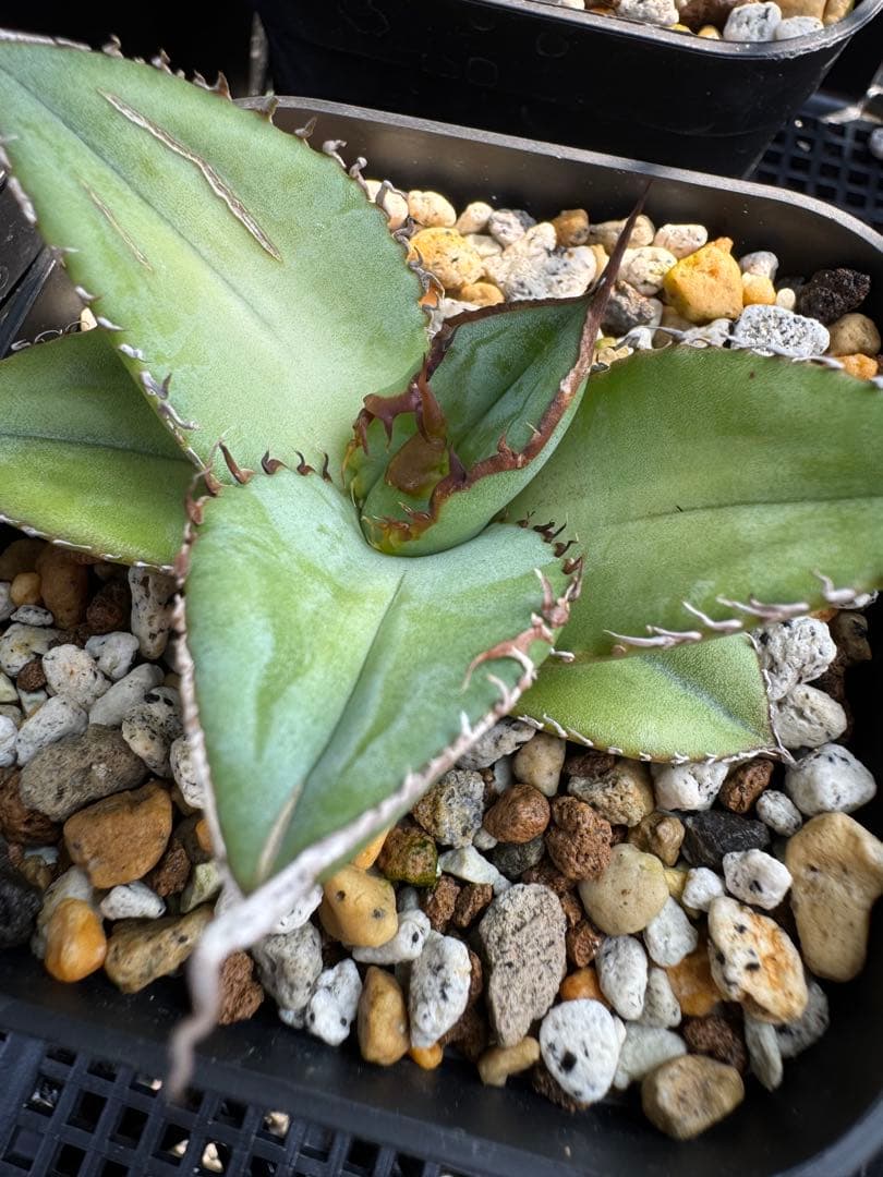 値下げ可 アガベ引退パック オテロイ実生 白鯨 グラキリス チタノタ オアハカ