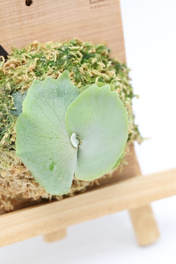 ビカクシダ P.willinckii \"Anne\"