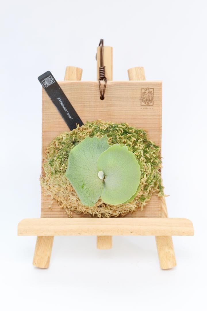 ビカクシダ P.willinckii \"Anne\"