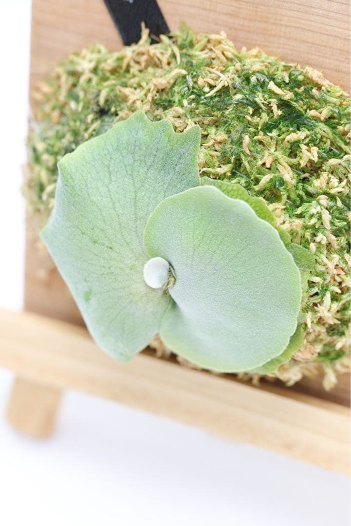 ビカクシダ P.willinckii \"Anne\"