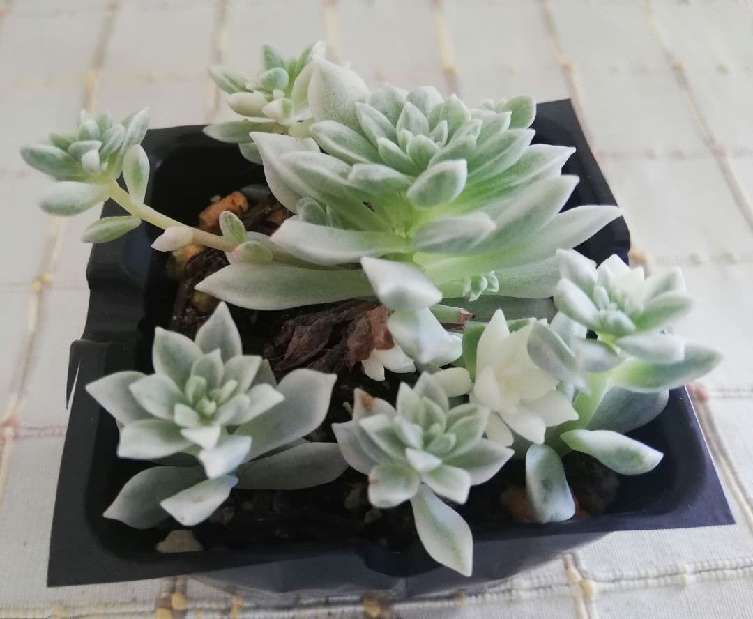 多肉植物　プロリフェラ錦　韓国苗　プロリフィカ錦