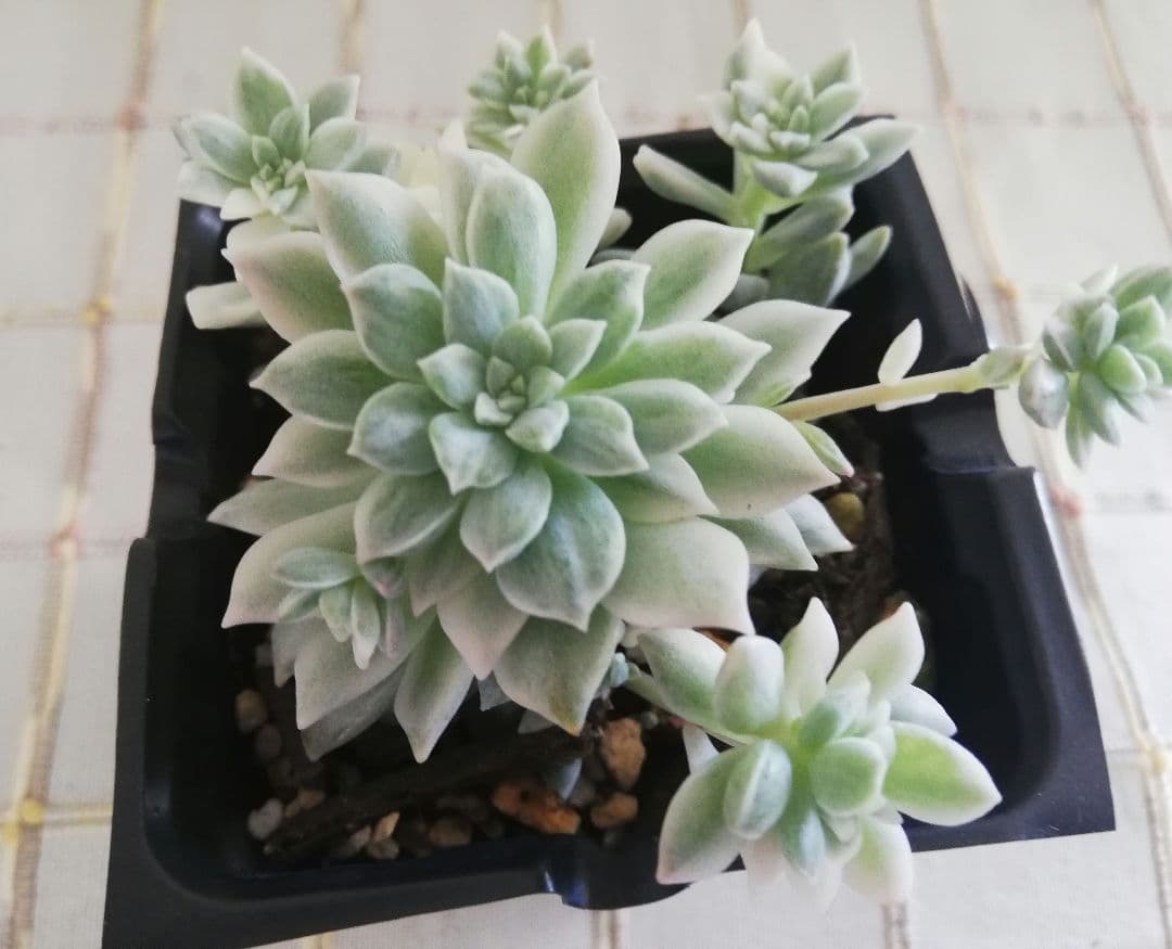 多肉植物　プロリフェラ錦　韓国苗　プロリフィカ錦