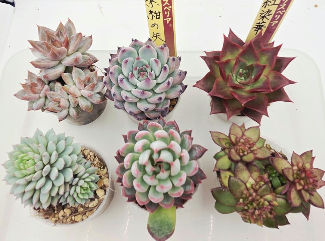 ㊶大きめ苗! 桜鬼❣️ちょこん❣️祭囃子❣️おらいさん発根済 6苗