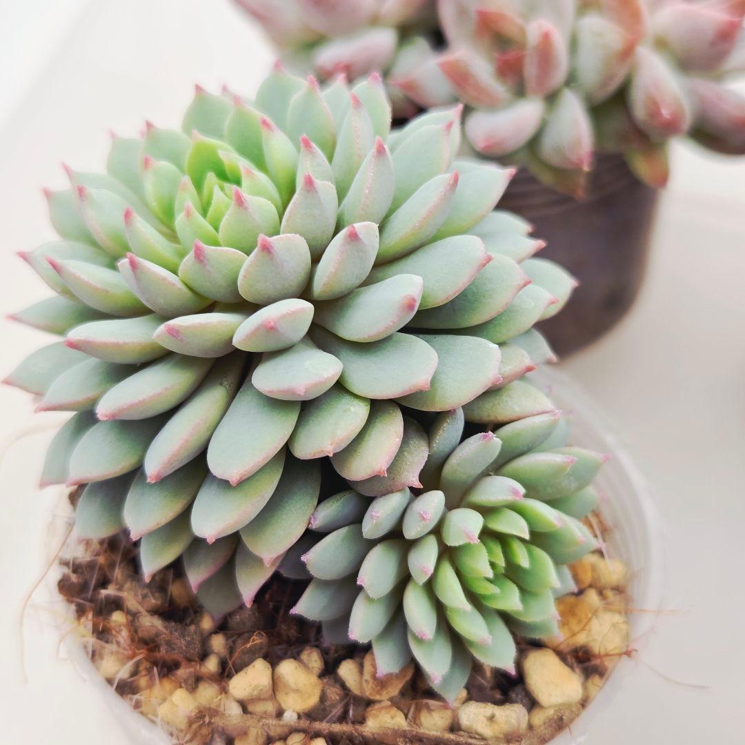 ㊶大きめ苗! 桜鬼❣️ちょこん❣️祭囃子❣️おらいさん発根済 6苗