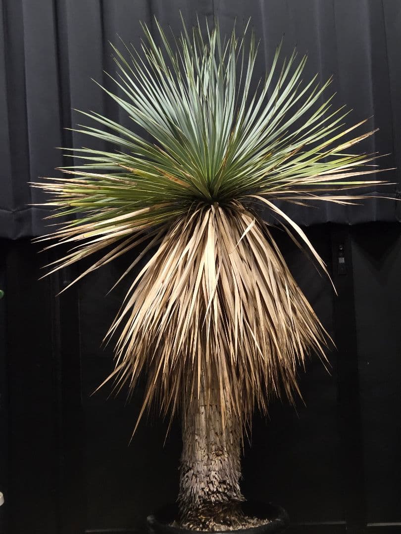 専用出品 セット割 ユッカロストラータ (の)