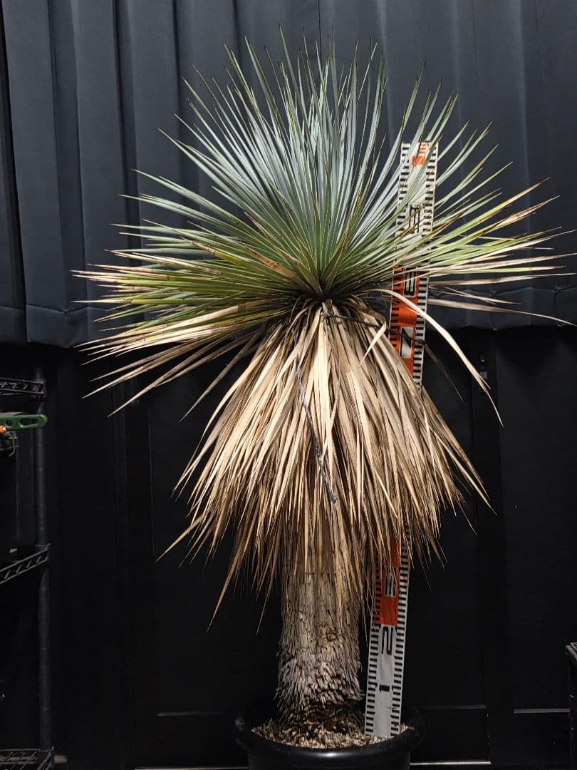 専用出品 セット割 ユッカロストラータ (の)