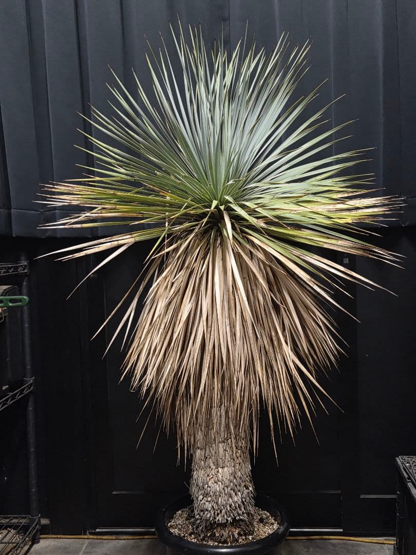 専用出品 セット割 ユッカロストラータ (の)