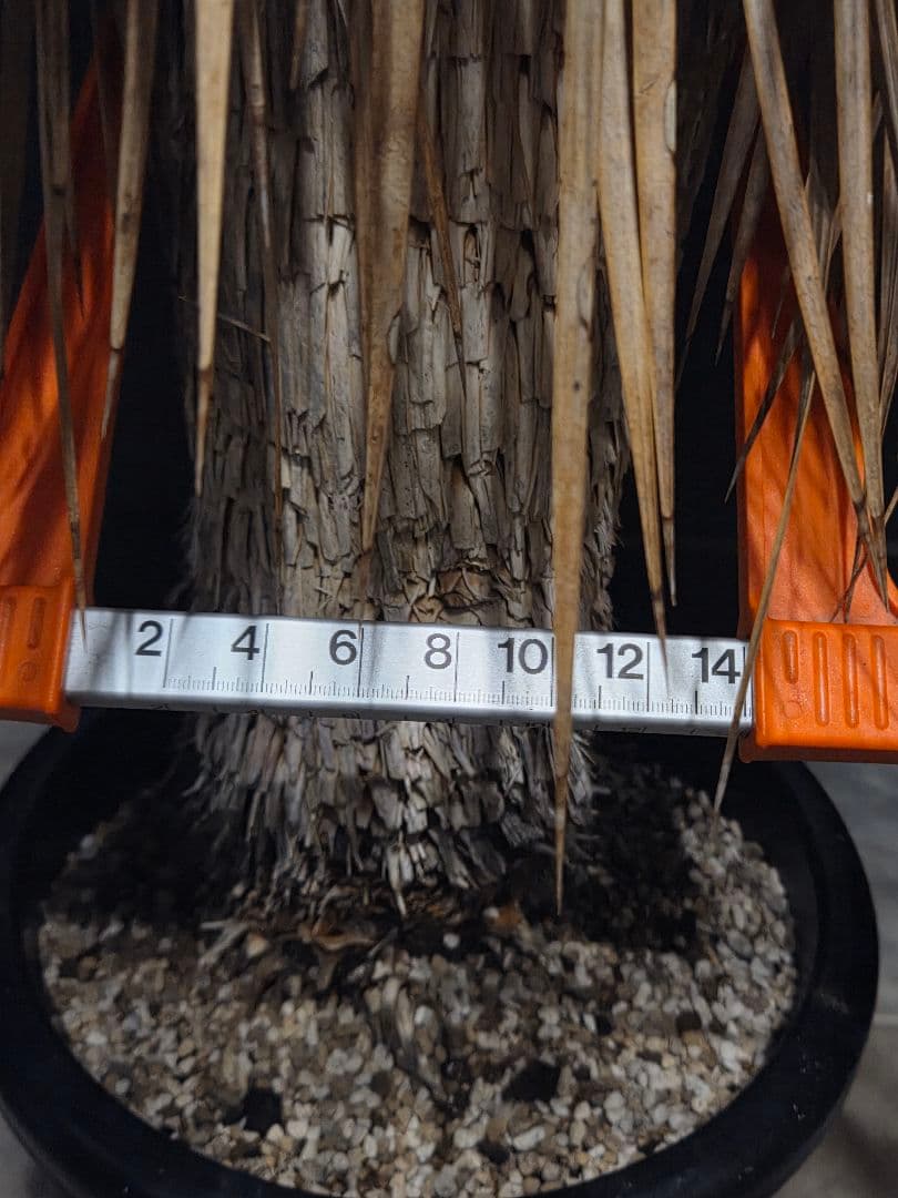 専用出品 セット割 ユッカロストラータ (の)