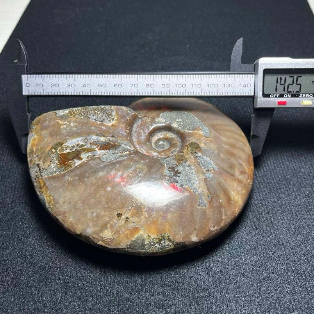 大型アンモナイト化石 約142mm / 637g