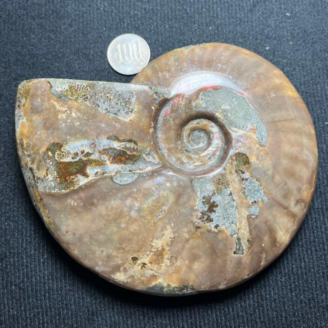 大型アンモナイト化石 約142mm / 637g