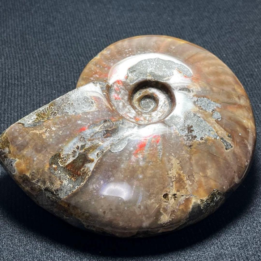 大型アンモナイト化石 約142mm / 637g