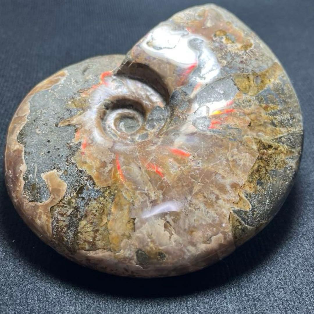 大型アンモナイト化石 約142mm / 637g