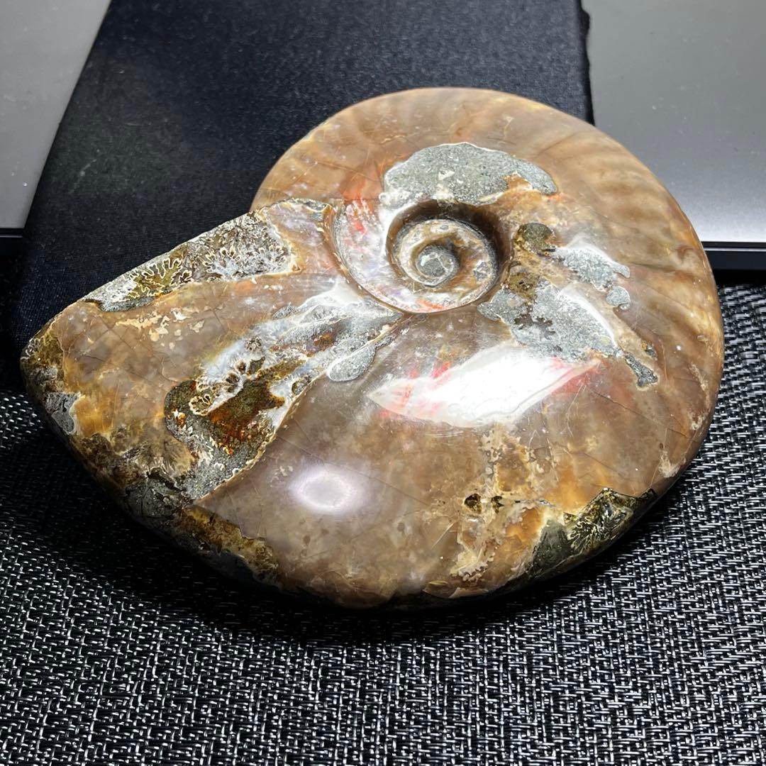 大型アンモナイト化石 約142mm / 637g