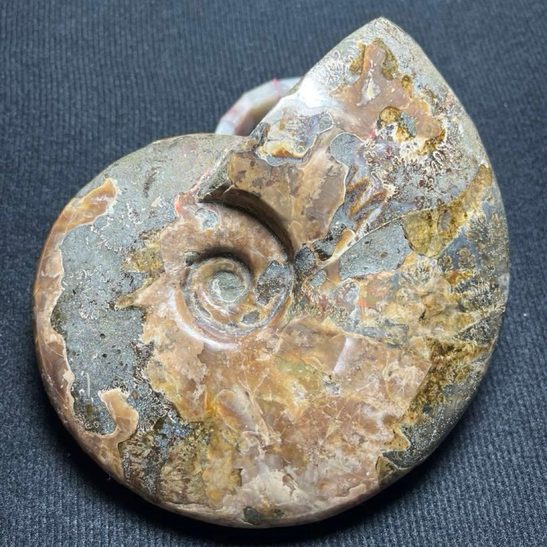 大型アンモナイト化石 約142mm / 637g